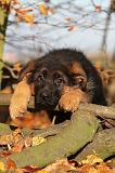BERGER ALLEMAND 594